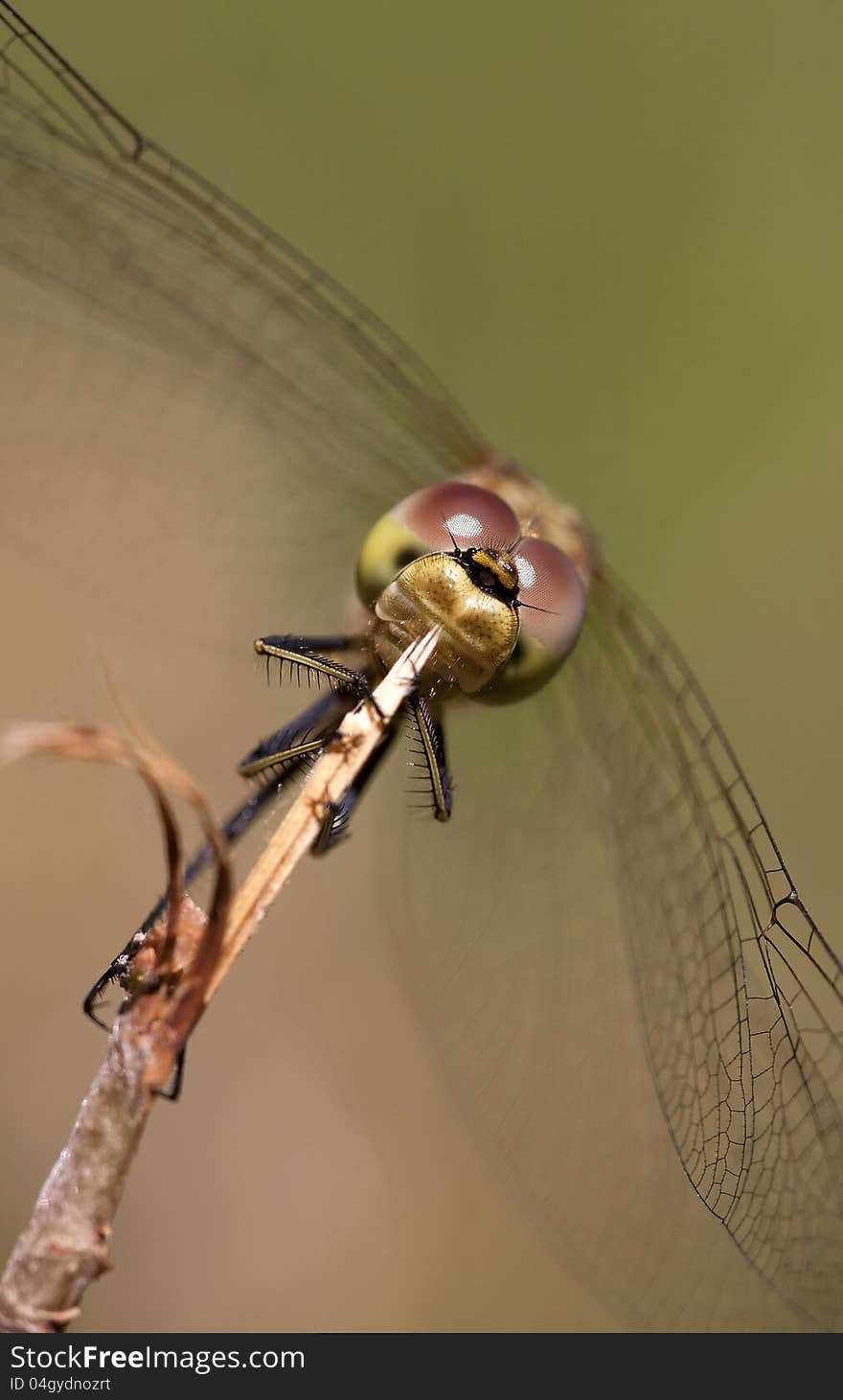 Dragonfly sitting on a branch