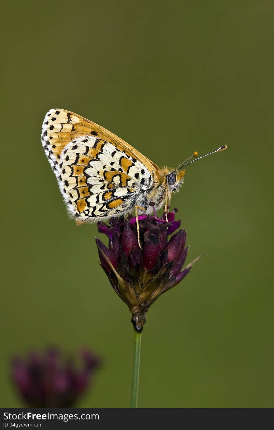 Spotted butterfly relaxing on the flower