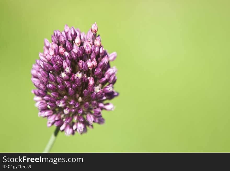 Wild onion flower on a green backgound