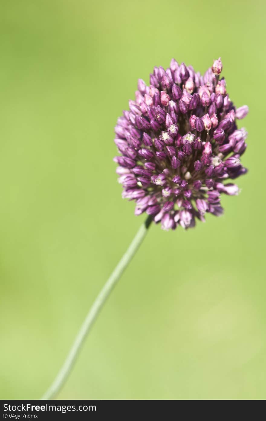 Wild onion flower on a green backgound