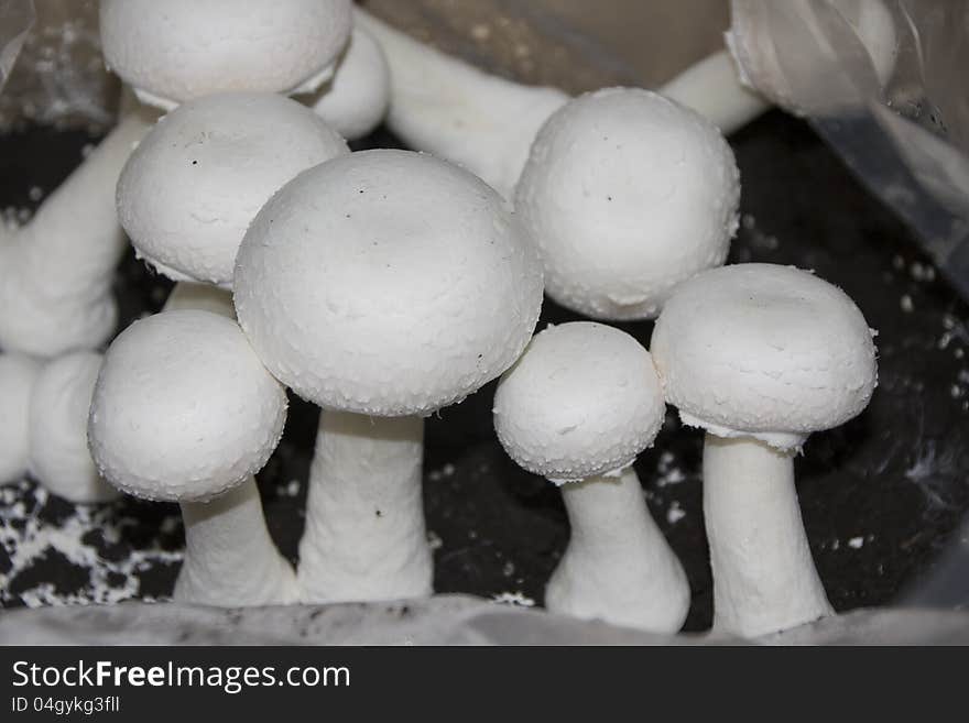 Edible mushrooms just before harvest in a home growing kit. Edible mushrooms just before harvest in a home growing kit