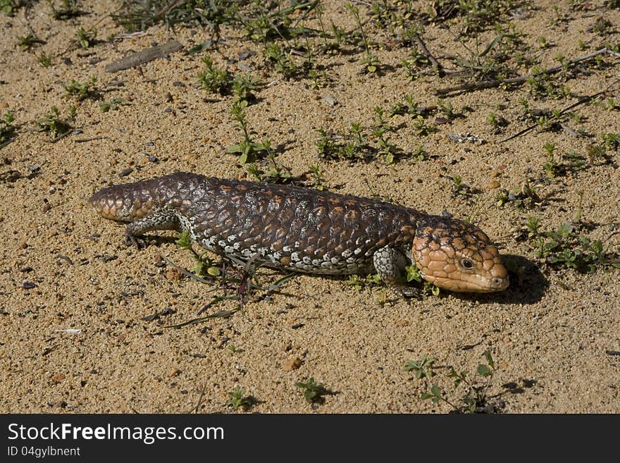 Shingleback lizard