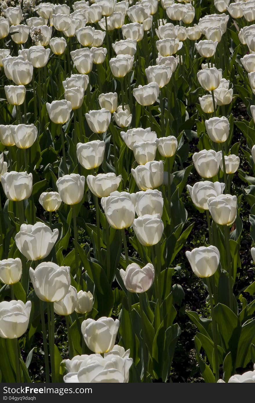 Masses Of White Tulips