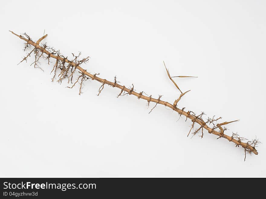 Cropped dry bamboo root in white background. Cropped dry bamboo root in white background