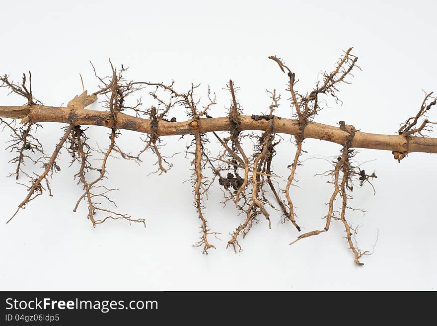 Cropped dry bamboo root in white background. Cropped dry bamboo root in white background