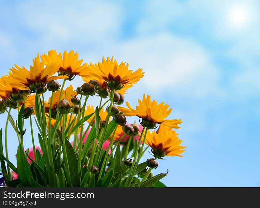 Yellow flower on summer garden. Yellow flower on summer garden