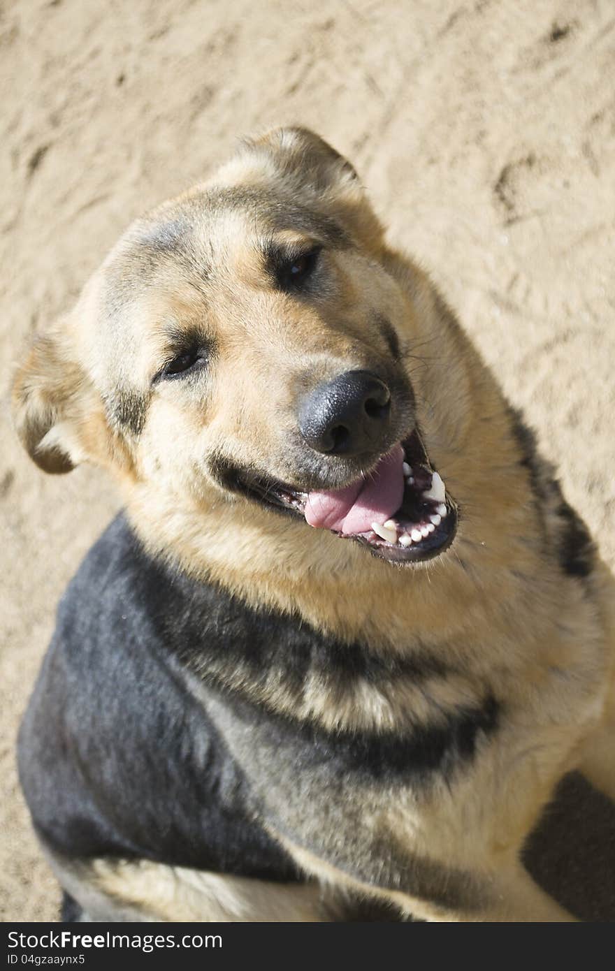 Smiling stray dog sitting on a sand. Smiling stray dog sitting on a sand