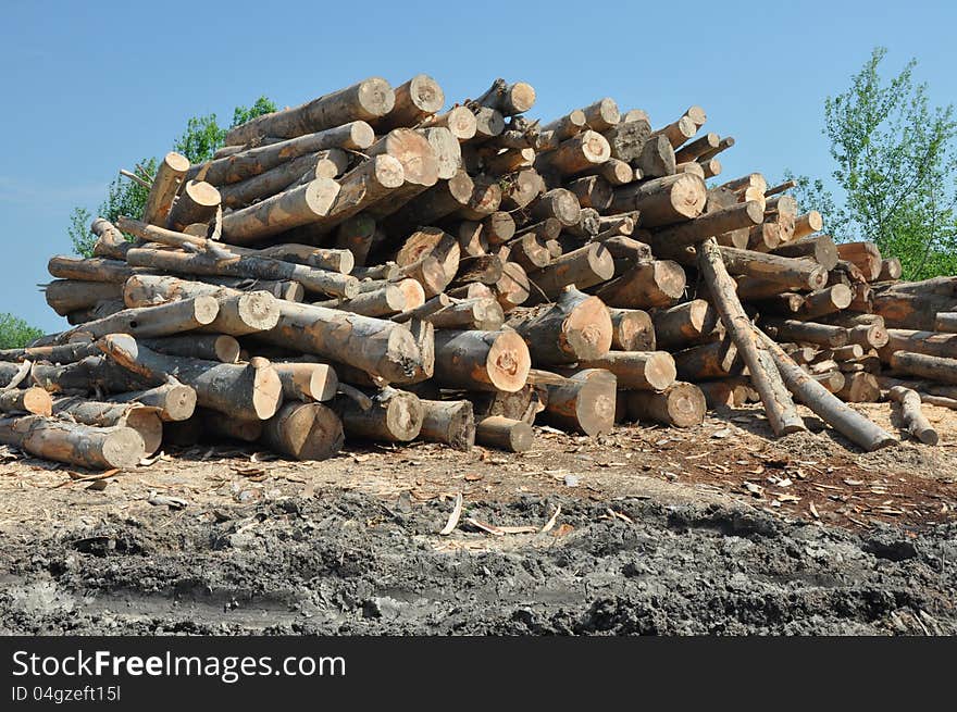 Cut branches at a wood exploitation and stored on a mountain valley. Cut branches at a wood exploitation and stored on a mountain valley