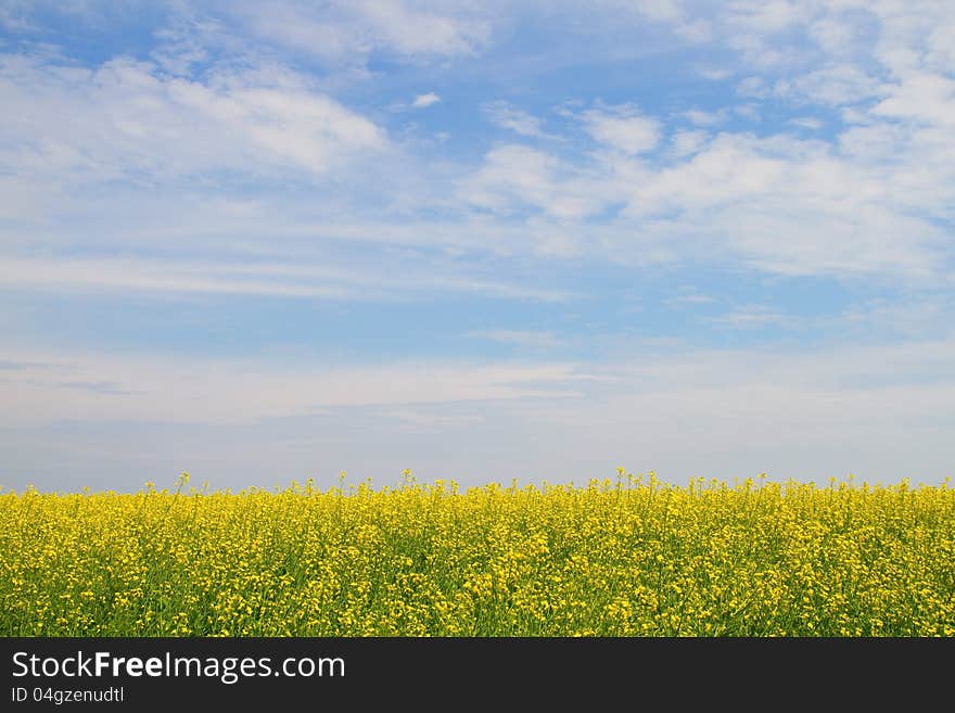 Flower of oil rapeseed in field