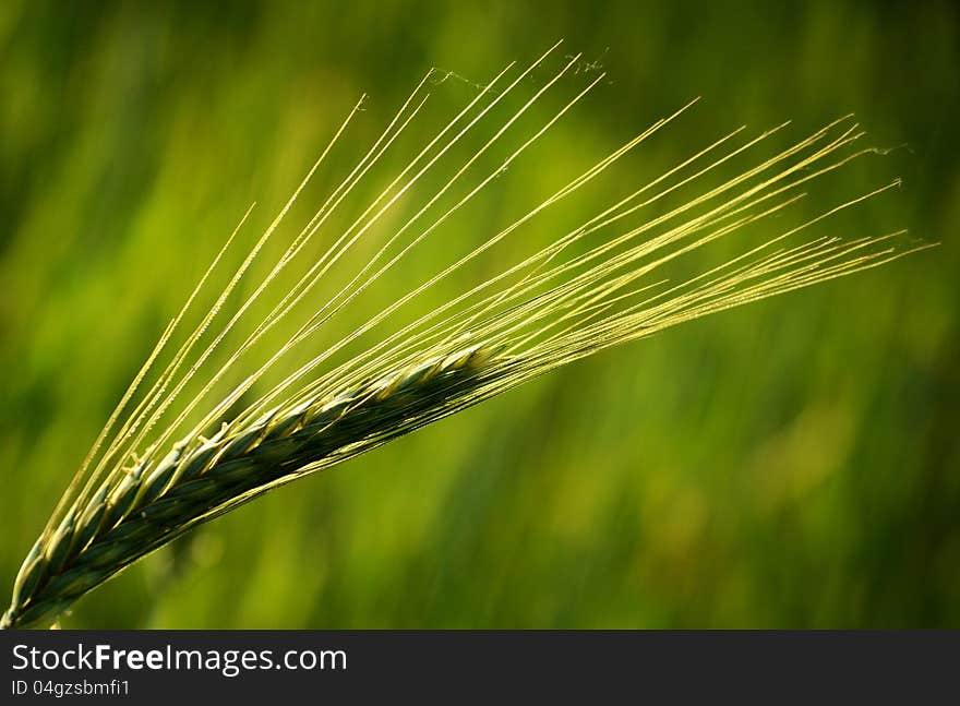 Green wheat ear