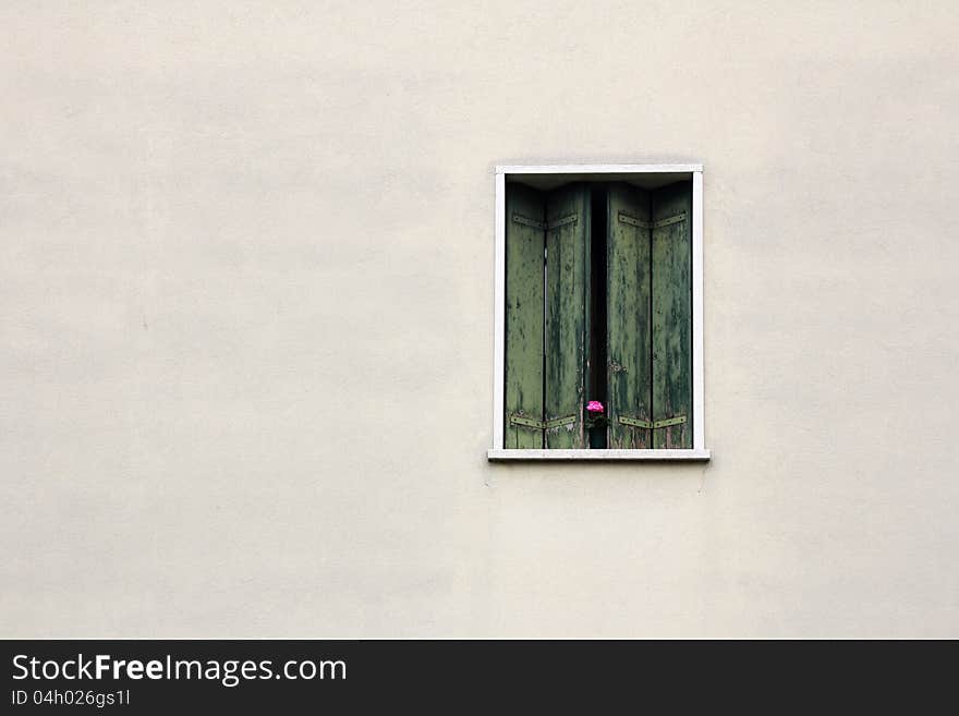 Flower on the window