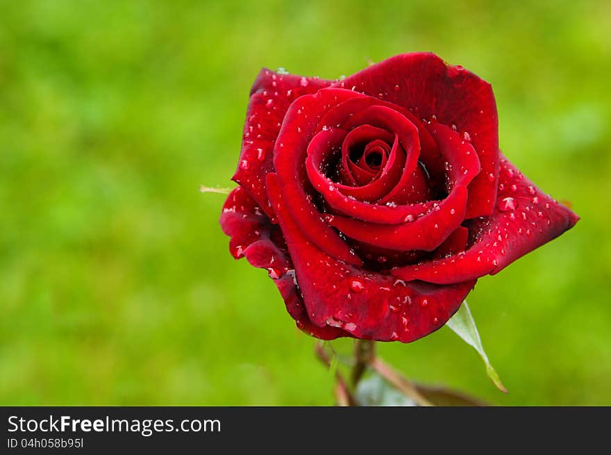 Red rose with dew on green. Red rose with dew on green