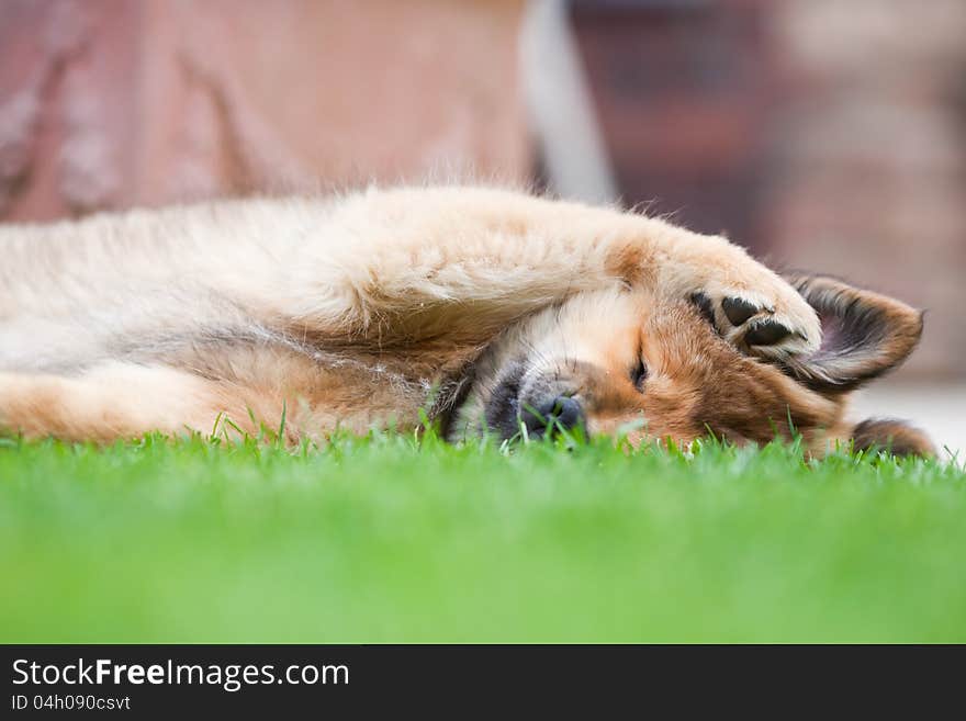 Cute Elo puppy lying in the garden