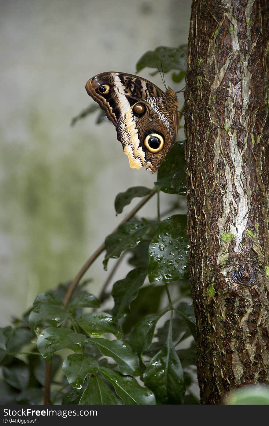 Brown butterfly