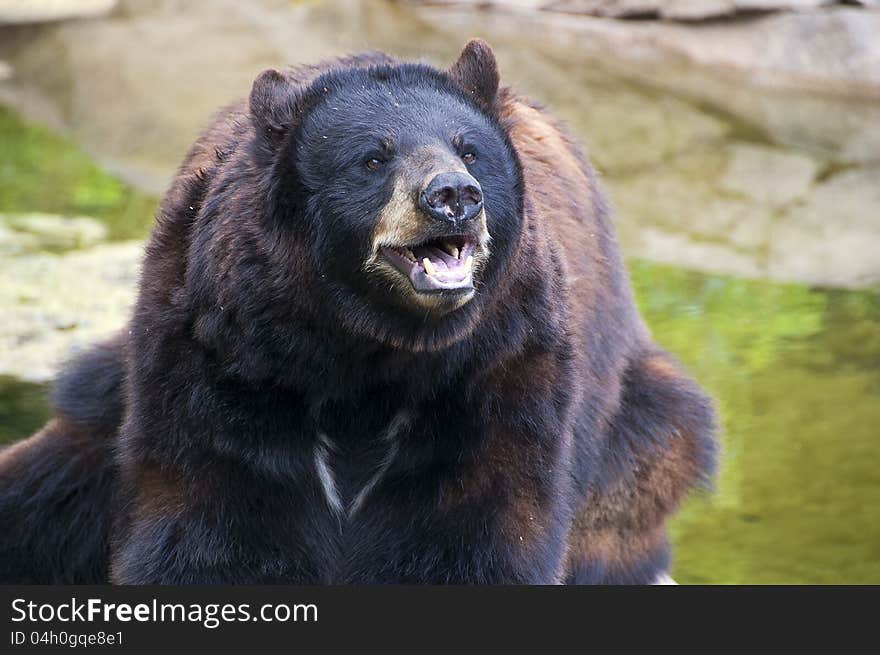 A bear sits on a stone