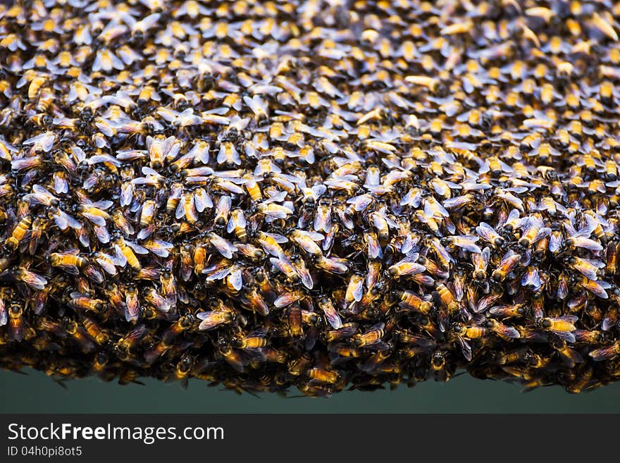 Close up of the bees on beehive. Close up of the bees on beehive