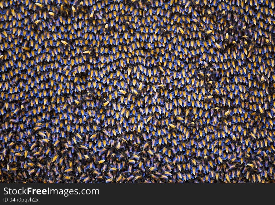 Close up of the bees on beehive. Close up of the bees on beehive