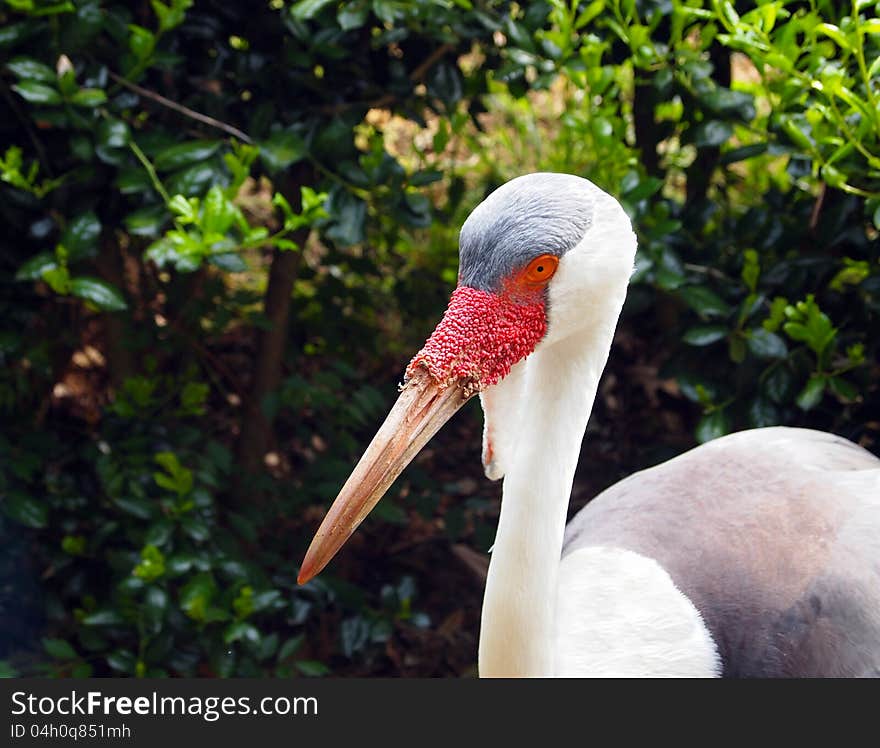 Portrait of a  thoughtful looking Wattled Crane, closeup, in the green foliage. Portrait of a  thoughtful looking Wattled Crane, closeup, in the green foliage.