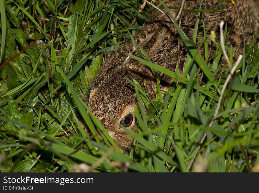 Rabbit In Grass