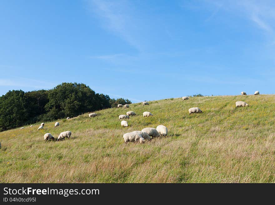 Schafe weiden auf einer Wiese bei Zicker (Ostsee). Schafe weiden auf einer Wiese bei Zicker (Ostsee)