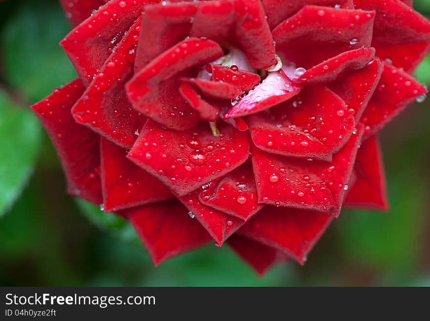 Closeup of a wet red rose.