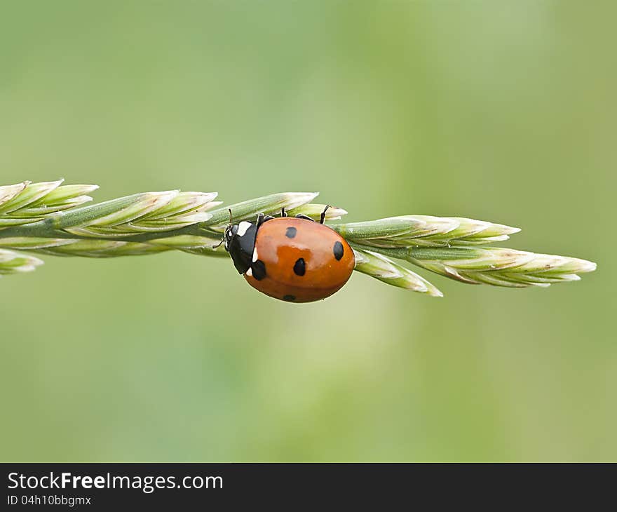 Grass ladybug crawling up off those looking for food. Grass ladybug crawling up off those looking for food