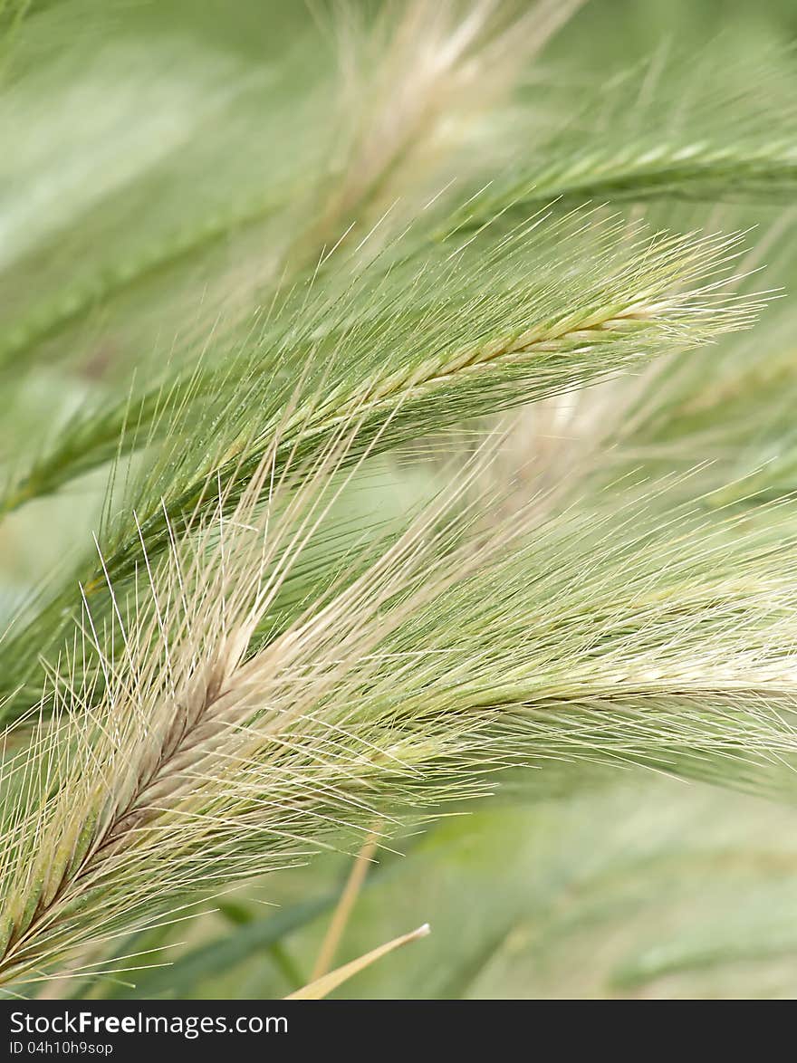 Brown spike green grass blowing in the wind, ripping apart a piece of a. Brown spike green grass blowing in the wind, ripping apart a piece of a