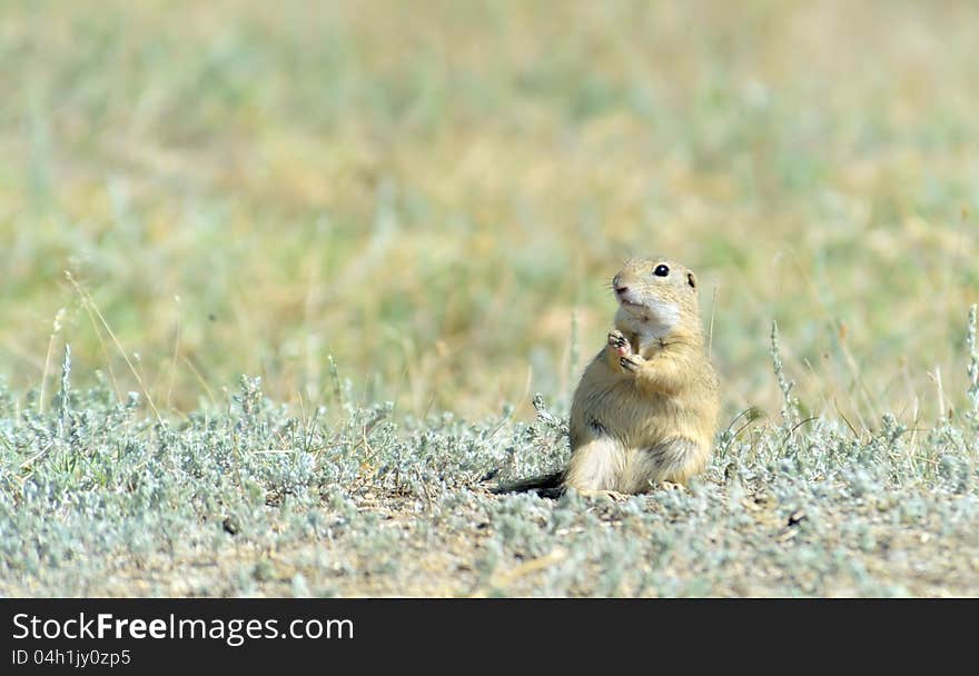 Prairie dog shoot in summer time