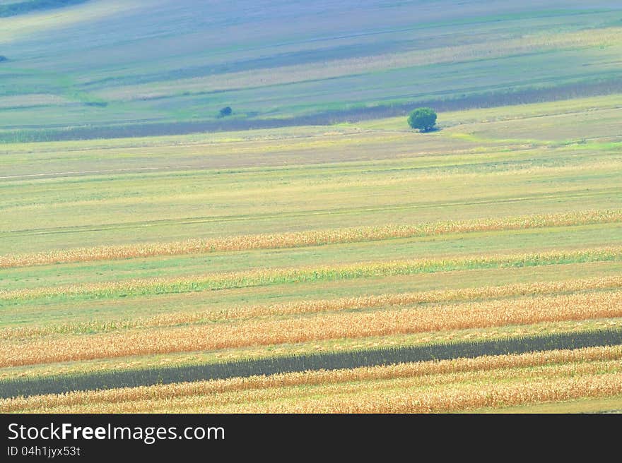 Summer Field Stripes