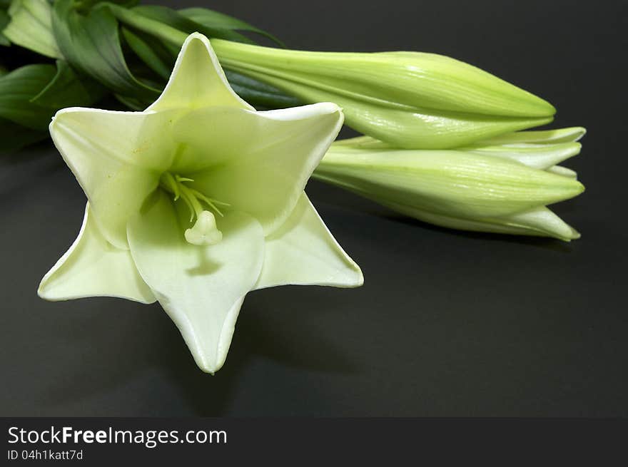 Beautiful flowers in close-up shot on a white background