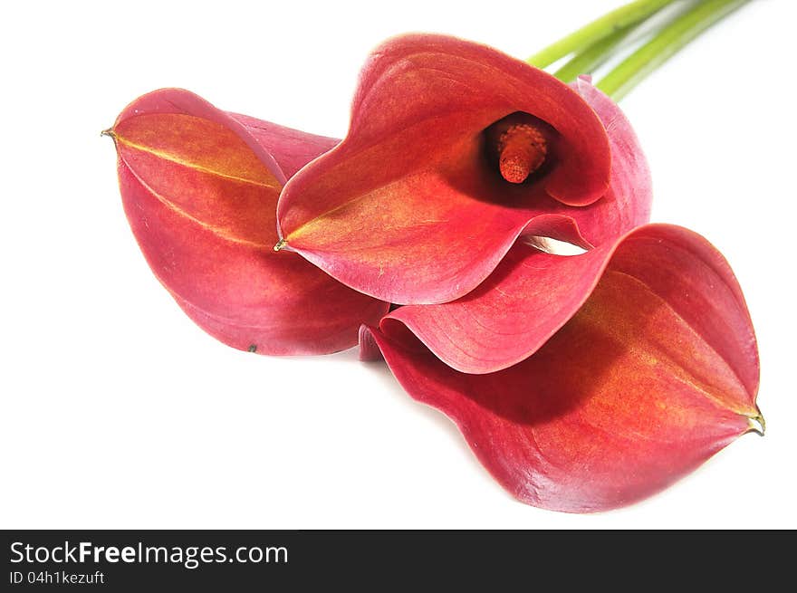 Beautiful flowers in close-up shot on a white background