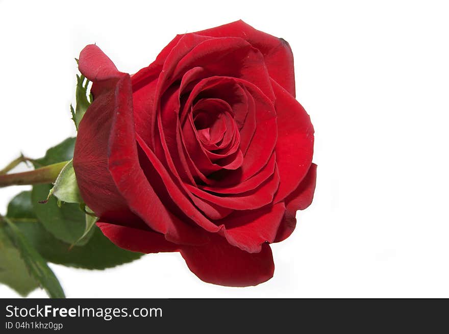 Beautiful flowers in close-up shot on a white background