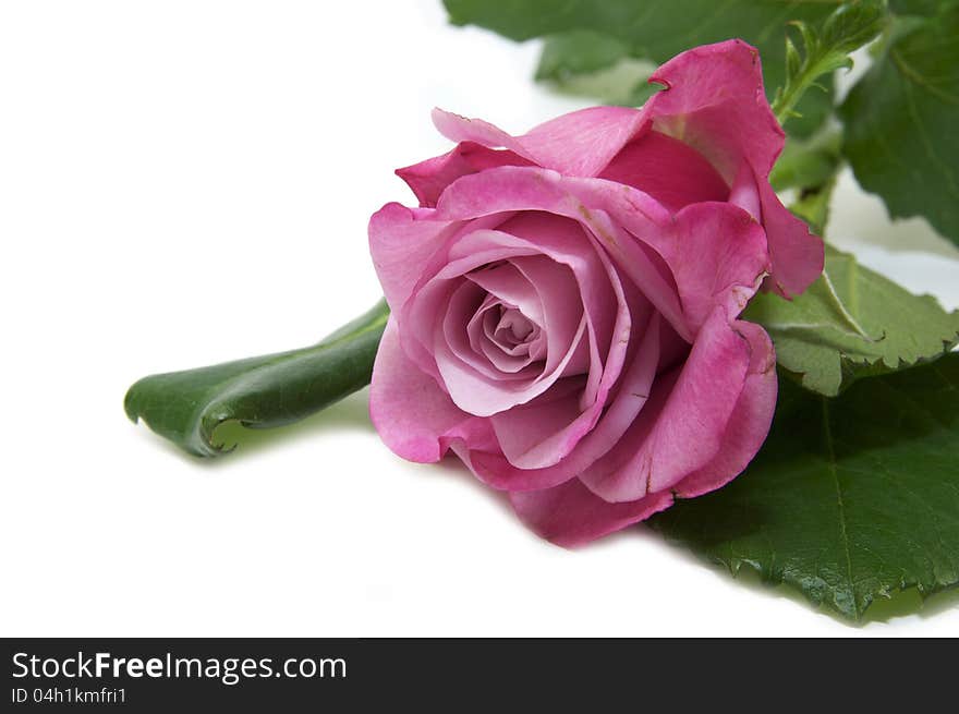 Beautiful flowers in close-up shot on a white background