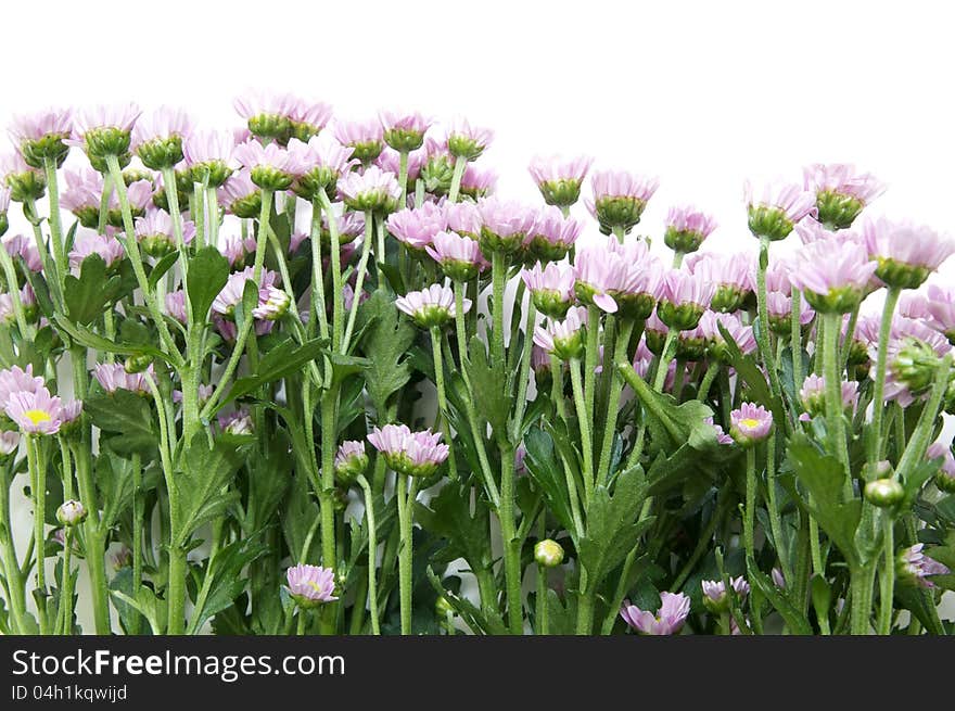 Beautiful flowers in close-up shot on a white background