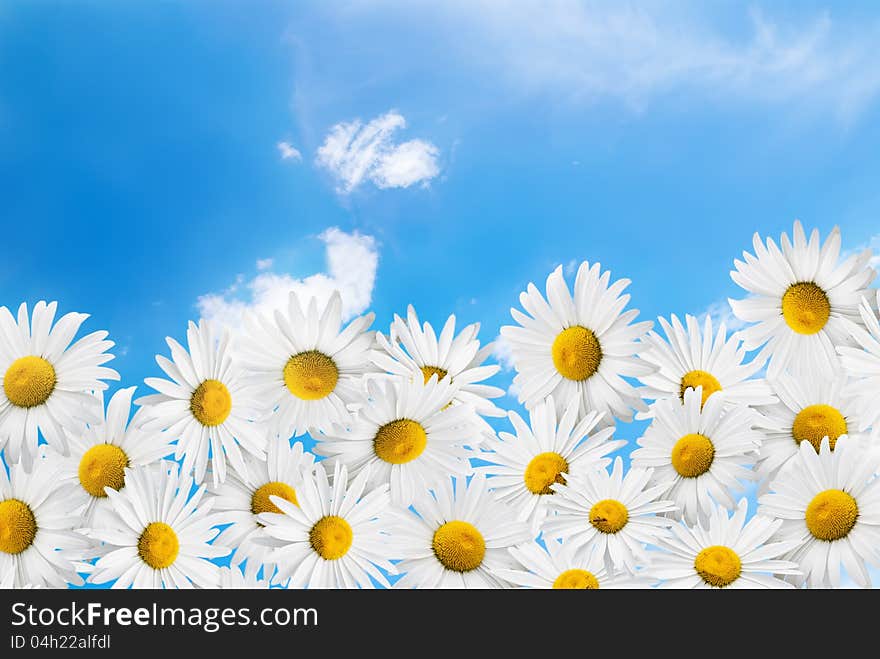 Camomiles on a blue sky and white clouds background. Camomiles on a blue sky and white clouds background.