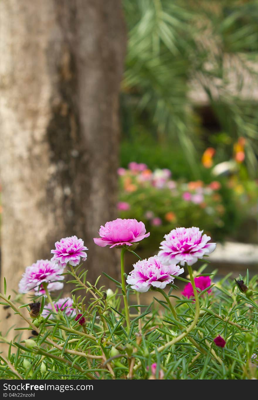 Little Common Flowers Pink.