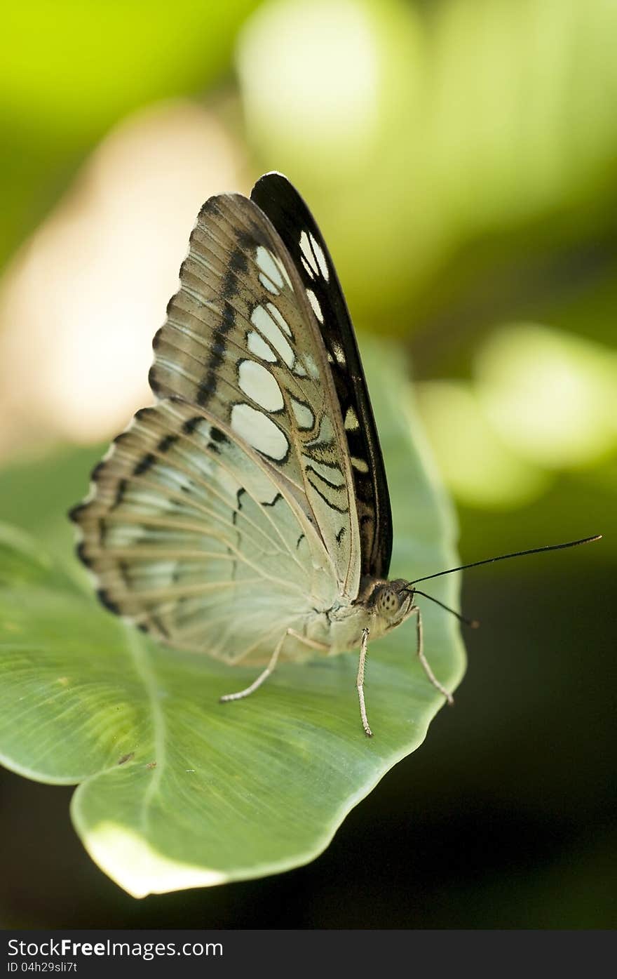 A brush footed butterfly on a leaf