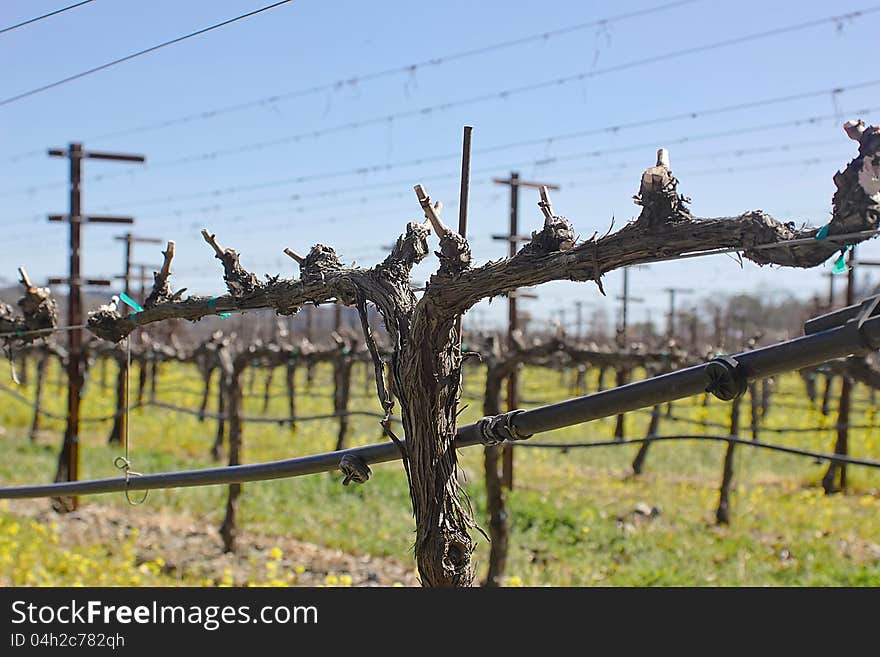 Napa Valley vineyard in the spring season. Napa Valley vineyard in the spring season.