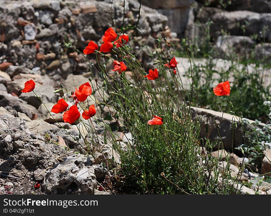 Many red poppies on stone background.