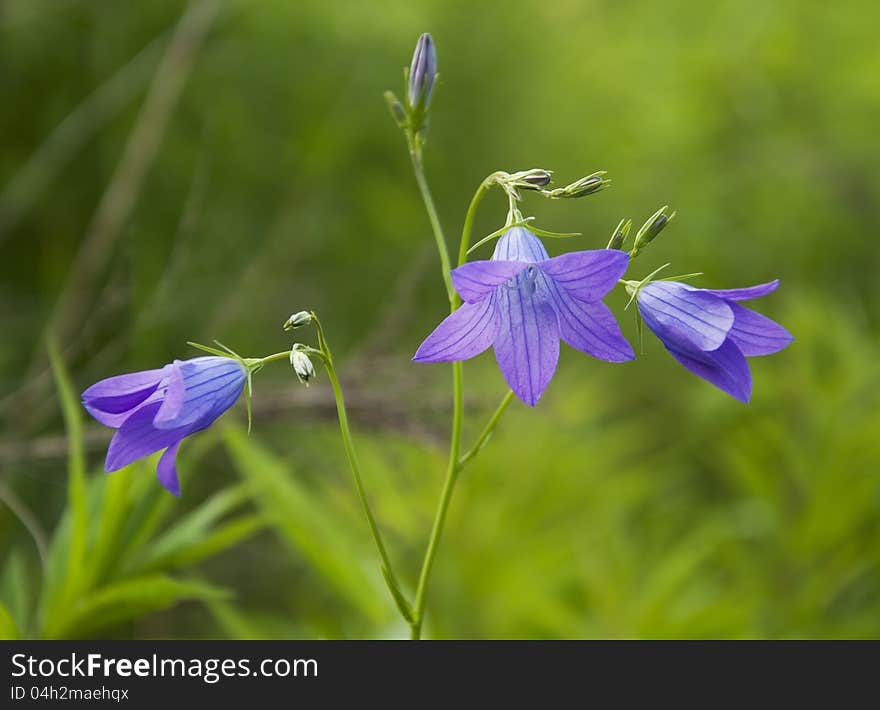 Blue bell wild flowers in the field. Blue bell wild flowers in the field