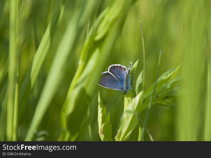 Butterfly