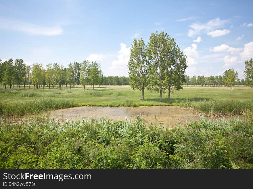 Pond landscape with trees and blue sky. Pond landscape with trees and blue sky