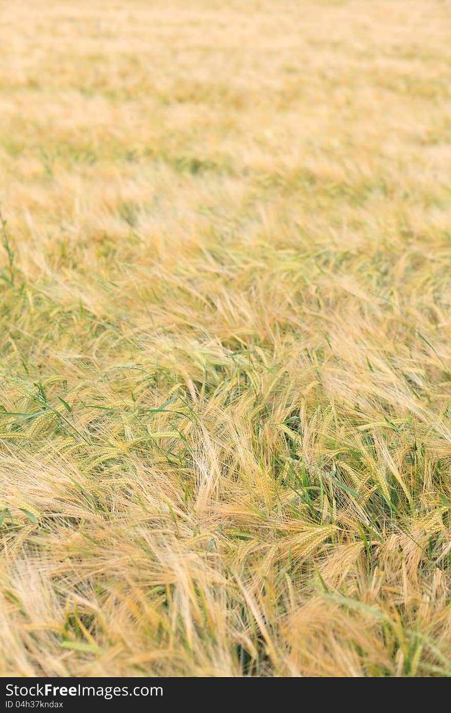 Wheat field