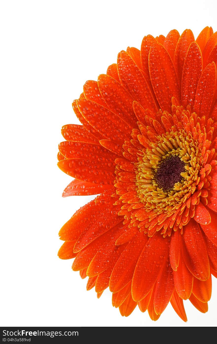 Red gerbera flower closeup with water droplets on white background