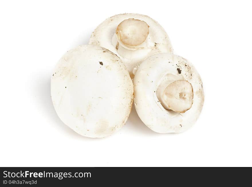 Three Big Perfect White Champignon Mushroom isolated on white background
