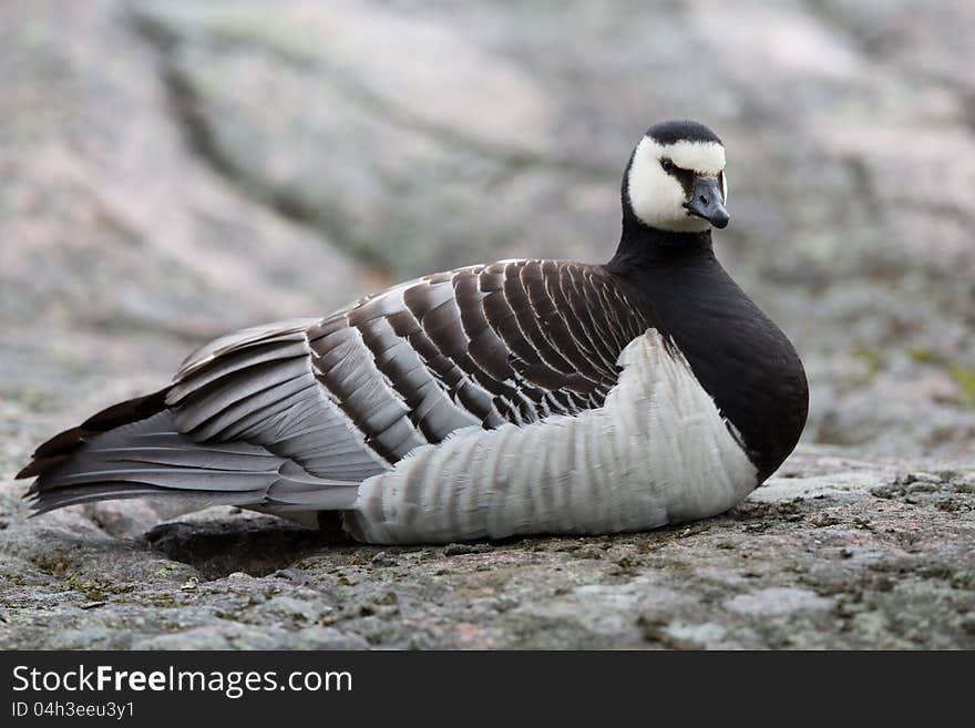 Barnacle Goose