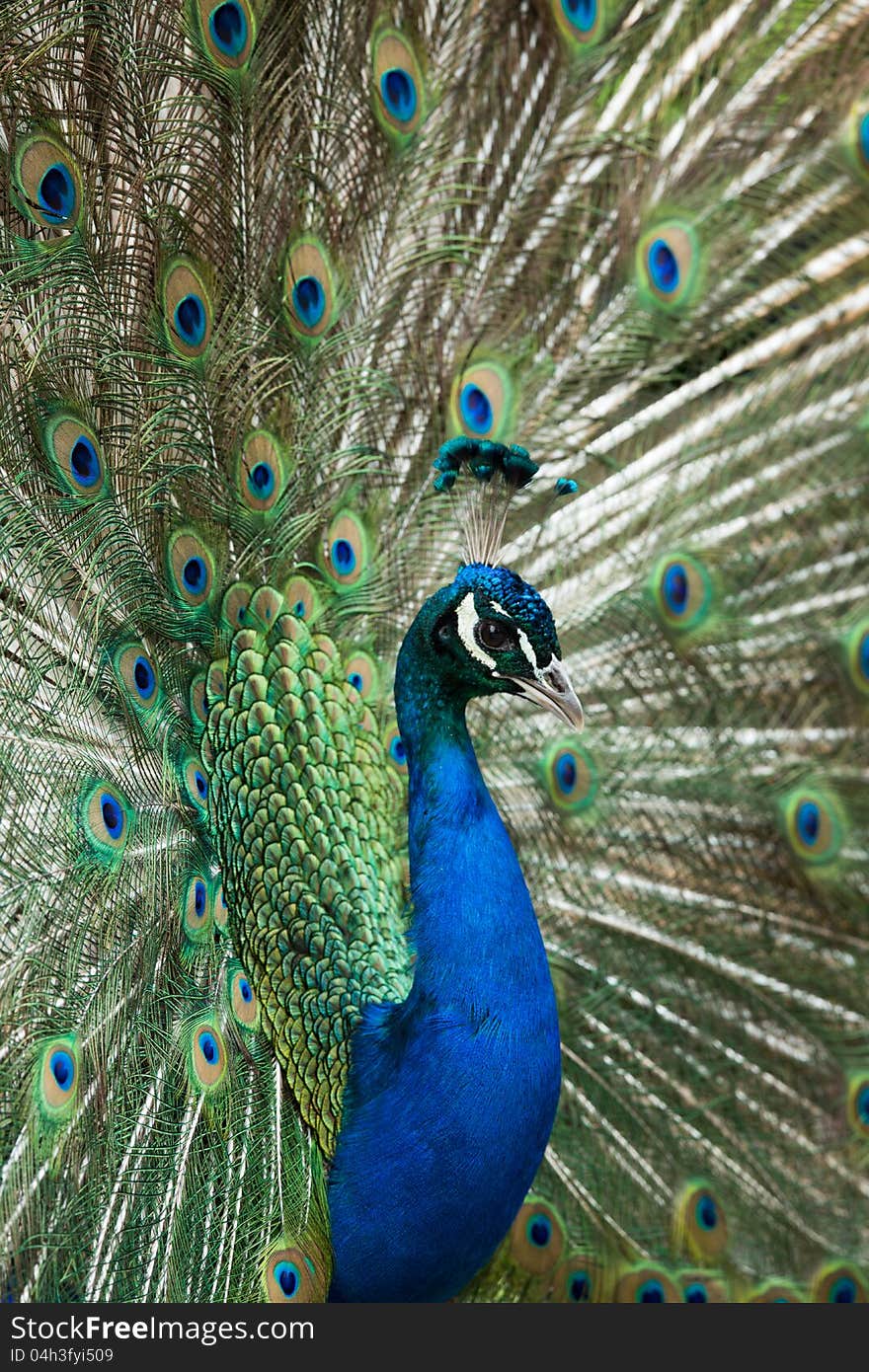 Peacock displaying feathers