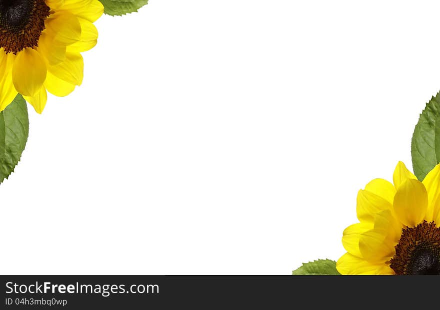 Yellow sunflowers on white background. Yellow sunflowers on white background