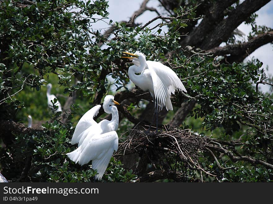 Two white egret birds in their nest together. Two white egret birds in their nest together