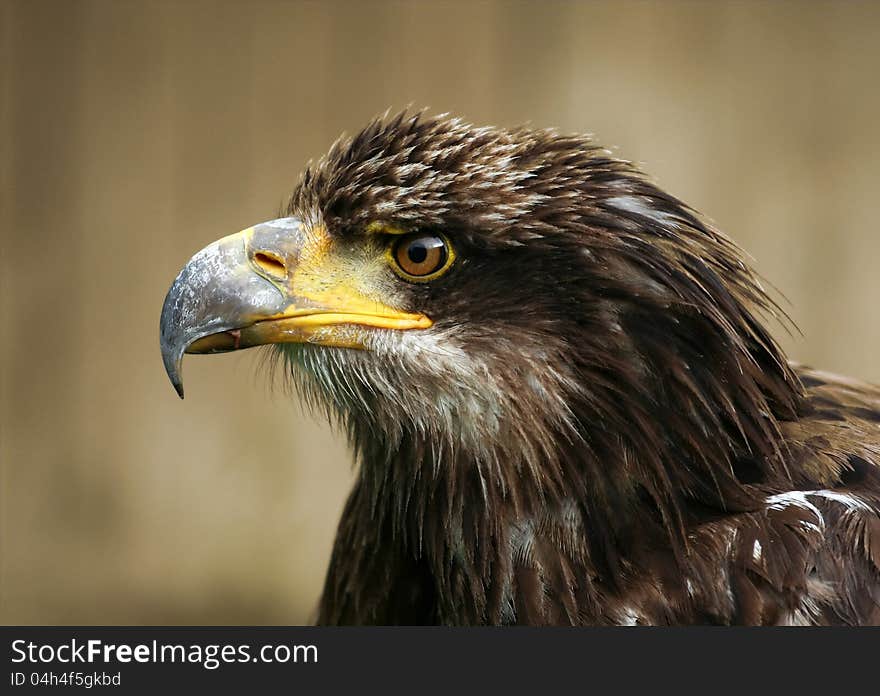 A young Bald eagle portrait. A young Bald eagle portrait